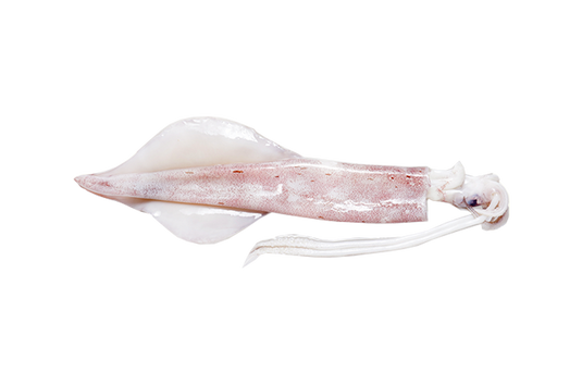 Squid 4/5 (Size L) 7-8 inch/pcs