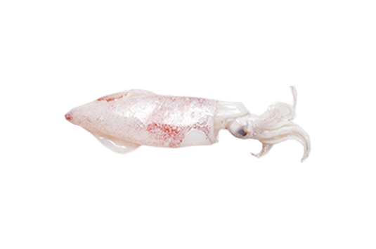 Squid 18/20 (Size S) 3-4 inch/pcs
